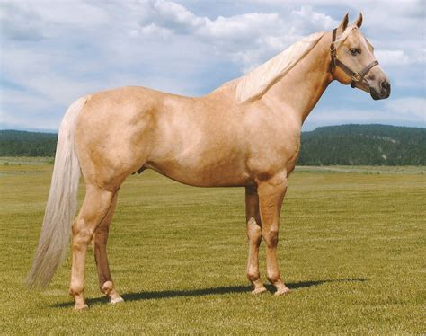 Palomino Horses Wallpaper