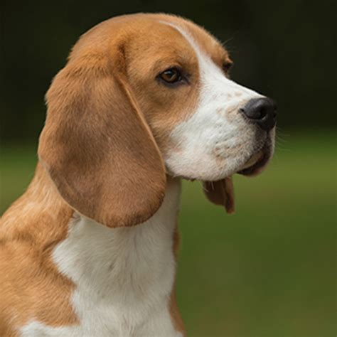 Beagle Breed Information