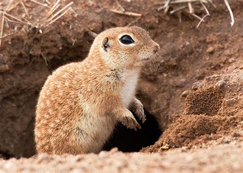 Spotted ground squirrel - Alchetron, the free social encyclopedia