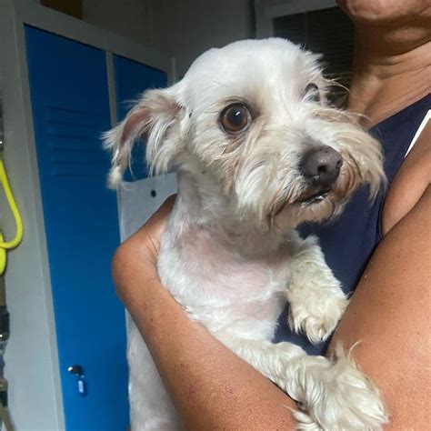 werdy soukromy utulek pro opustene  tyrane psy