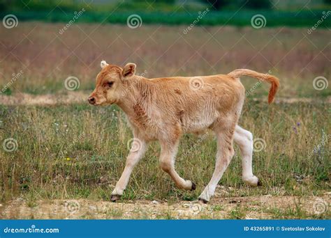 Baby cow stock image. Image of bull, rural, small, organic - 43265891