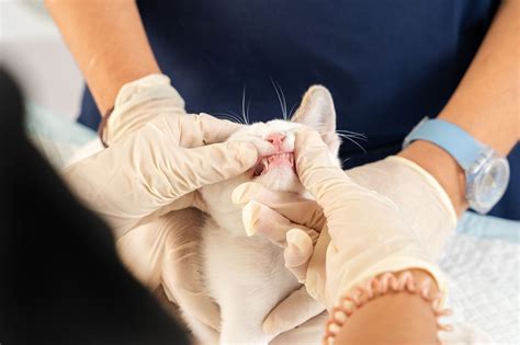 do dogs and cats get lice 1