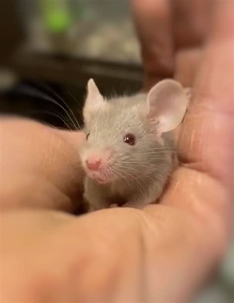 Cute fancy mouse | Pet mice, Cute rats, Fancy mouse