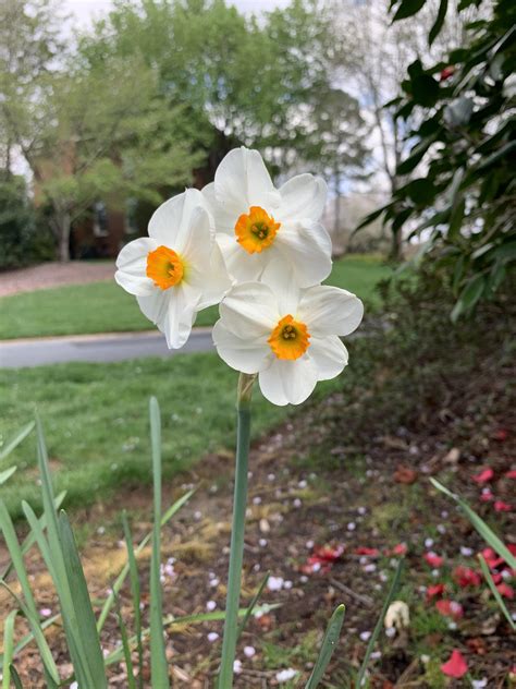 498 best Daffodils images on Pholder | Gardening, Flowers and Spiritfarer