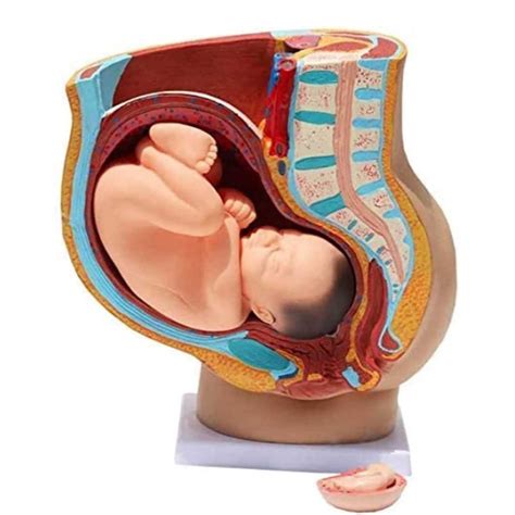 Buy YmnFI Female Pelvis Model, Medical Anatomical Pregnant Human Female