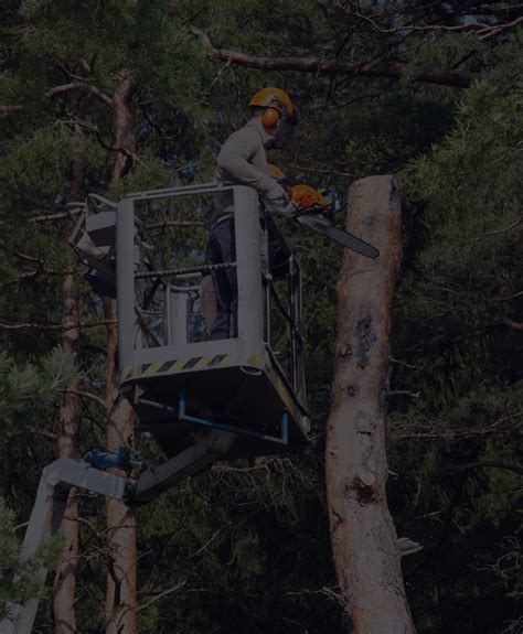 Tree Trimming & Tree Removal Redlands, Riverside, Pasadena