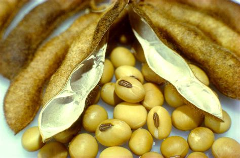 Lecithin: Properties, Benefits and its use in the Kitchen