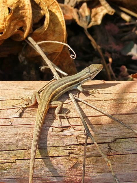 images branch wood leaf trunk fauna lizard twig carving