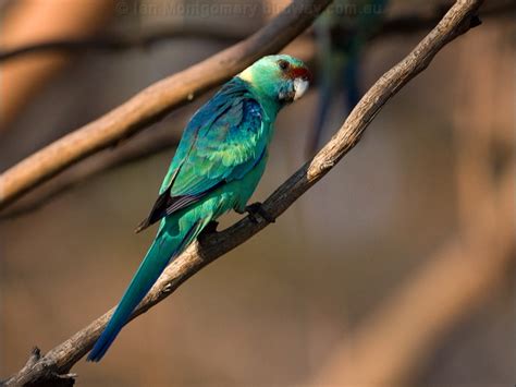 Australian Ringneck photo image 6 of 15 by Ian Montgomery at birdway.com.au