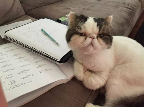 create meme funny cats cats  cool cat pictures meme arsenalcom