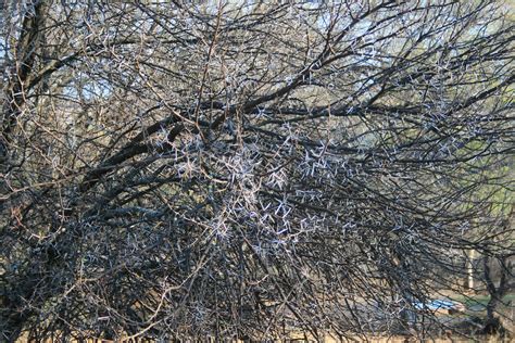 Tree With Thorns Free Stock Photo - Public Domain Pictures