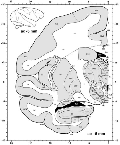 atlas   primate brain