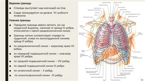 Топографическая анатомия и оперативная хирургия легких - презентация онлайн