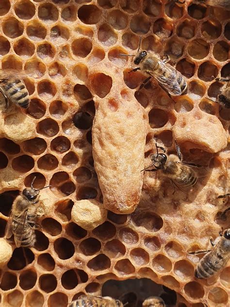 adoptuj  svoj vceli ul  vcielkami startlab