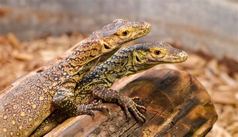 Dragao De Komodo Filhote - Filhotes De Dragão De Komodo - FDPLEARN