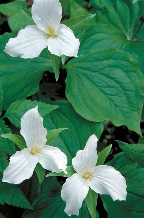 Free picture: up-close, white, trillium, blooms, green, foliage