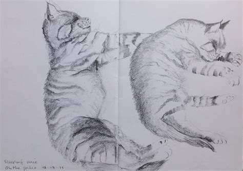 Sleeping Cat Sketch at PaintingValley.com | Explore collection of ...