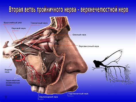 Глазничный нерв Верхнечелюстной нерв Нижнечелюстной нерв. Гассеров узел