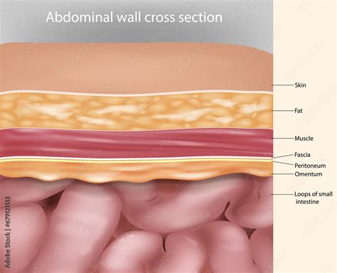 Abdominal wall cross section Anatomy. Abdominal wall layers Stock ...