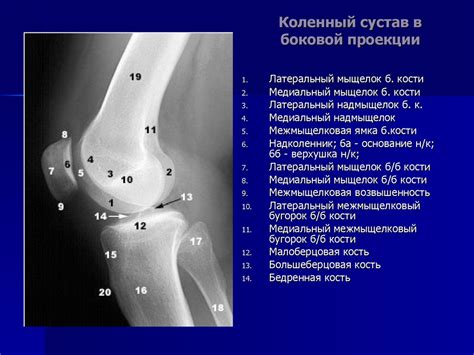 Нормальная рентгенанатомия конечностей и суставов. Диагностика ...