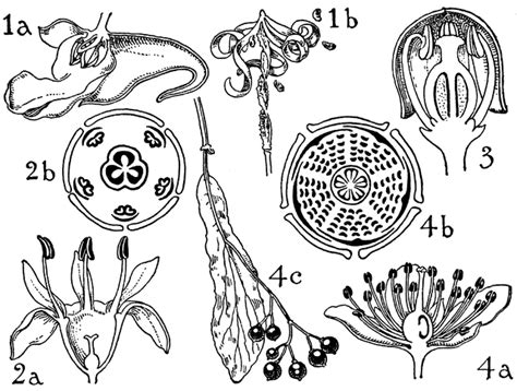 orders  balsaminaceae rhamnaceae vitaceae  tiliaceae clipart