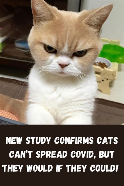 Funny & Clean Cat Memes! | Buenas noches meme, Imágenes de buenas ...