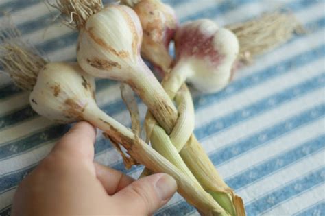 Growing Garlic | How to Navigate Seed Labels & How to Braid Them | The ...