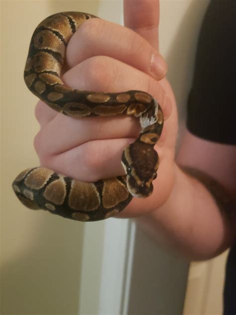 This is our first snake and we're worried about a stuck shed. Question