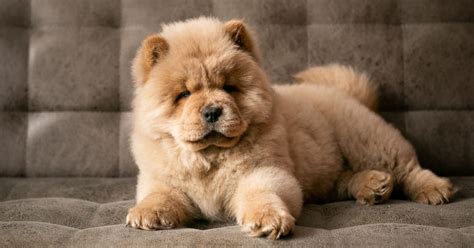 Chow Chow: todo lo que debes saber sobre esta raza