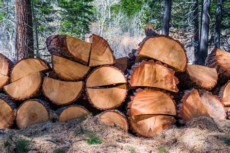 17 Different Types of Pine Wood