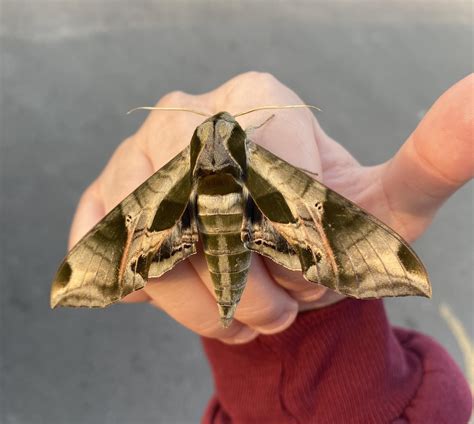 Pandora sphinx moth : r/moths