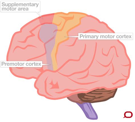 How our brain controls movement and makes new connections when parts