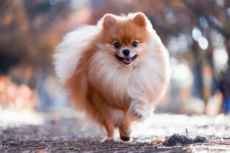 breed pomeranian highland canine training