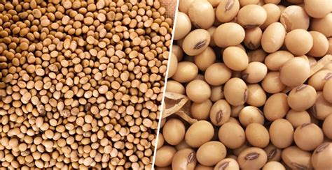 Soybeans: Nutrition Facts, Health Benefits, Side Effects