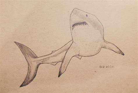 How To Draw A Great White Shark Easy