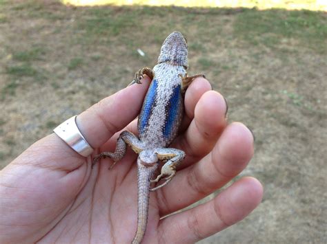 The Best Way to Catch a Blue-Belly Lizard (or Western Fence Lizard)
