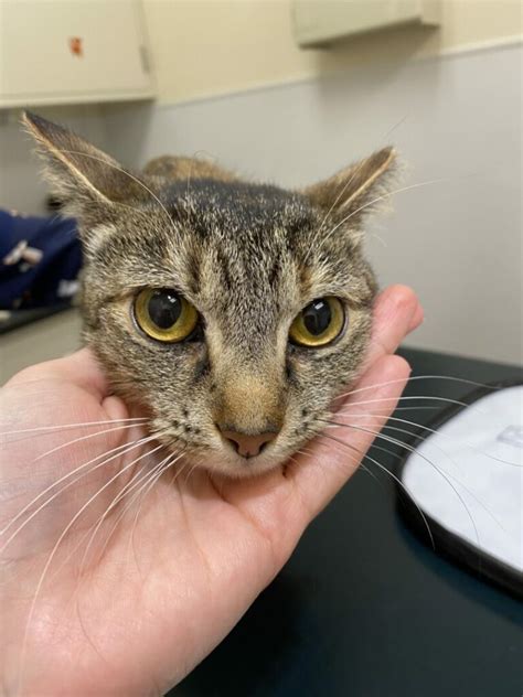 Infekční peritonitida koček | Vetweb.cz – veterinární zpravodajství