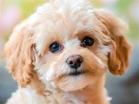 moodle  affectionate  intelligent maltese poodle mix
