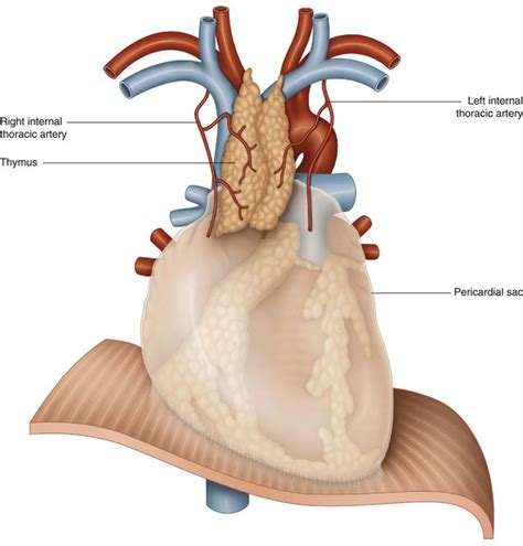 The thymus | Musculoskeletal Key