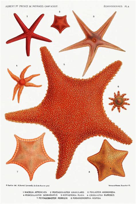Starfish varieties vintage poster | Free public domain illustration