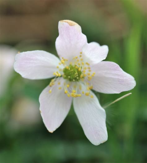 Oxalis acetosella. Wood-sorrel. | Flora, Oxalidaceae (Oxalis)