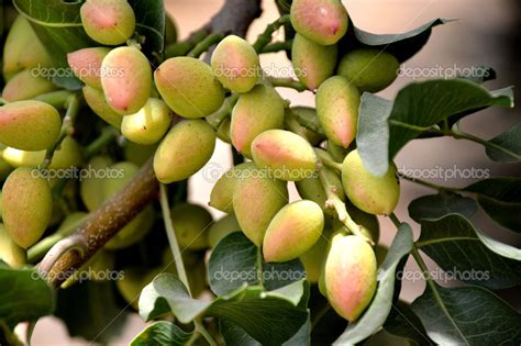 Pistachio tree. — Stock Photo © coconat #48500805