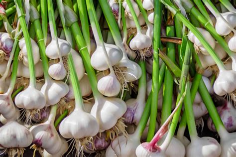 Hardneck vs. Softneck Garlic: Differences for Gardeners