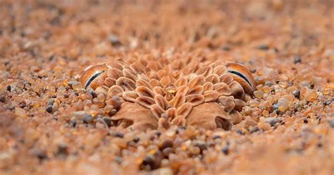 sand snakes camouflage