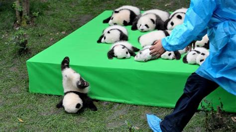 AWW SO CUTE!!! BABY PANDAS Playing With Zookeeper | Funny baby pandas ...