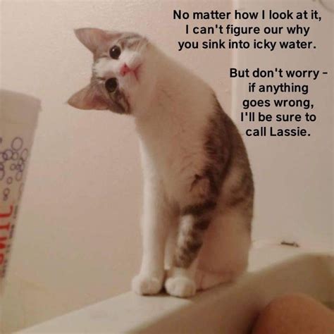 Concerned cat - Lolcats - lol | cat memes | funny cats | funny cat pictures with words on them ...