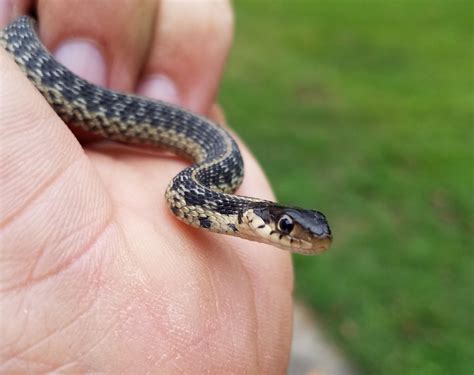 What Does A Baby Black Snake Look Like? • Support Wild
