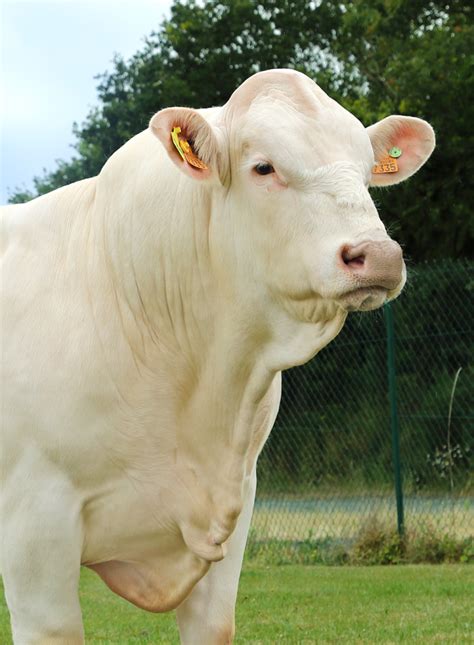 CHAROLAIS - AURIVA-Elevage.com