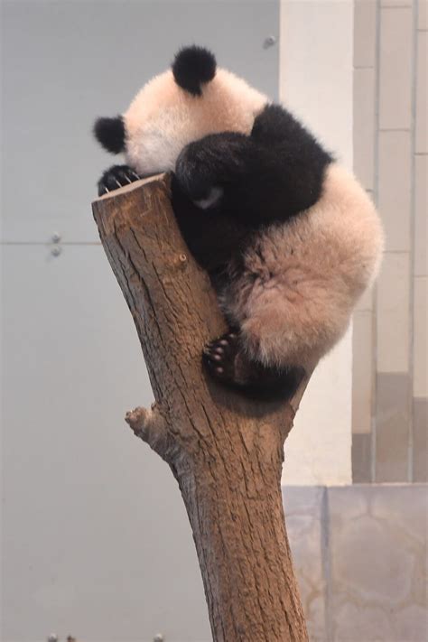 Pandas Baby, Baby Panda Bears, Funny Animals, Giant Pandas, Wild ...