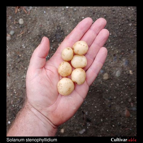 Solanum stenophyllidium – Cultivariable
